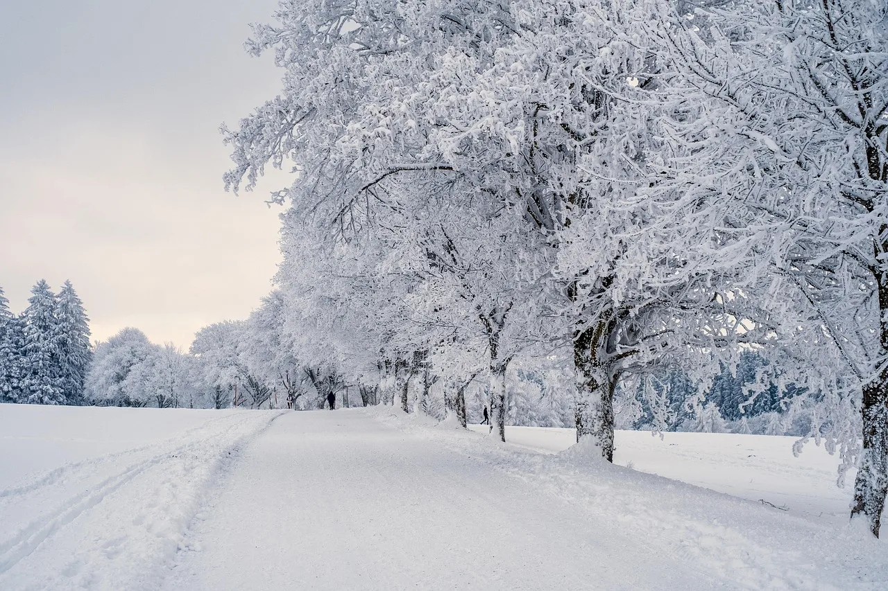 snow, landscape, trees, winter landscape, snow landscape, cold, covered in snow, nature, winter, snow, snow, snow, snow, winter, winter, winter, winter, winter. Booking rules for shift workers in Winnipeg and Saskatoon